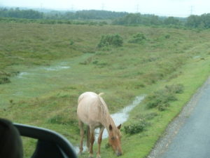 Pony in the New Forest.