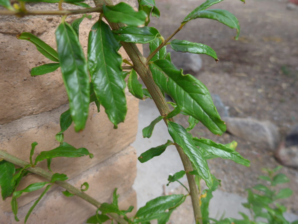 Pomegranate tree leaves